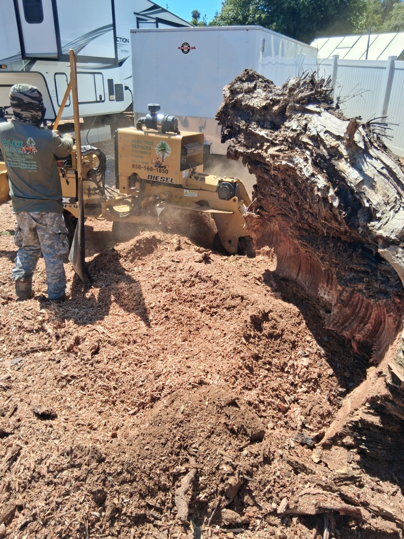 Diesel stump grinder taking down a massive trunk