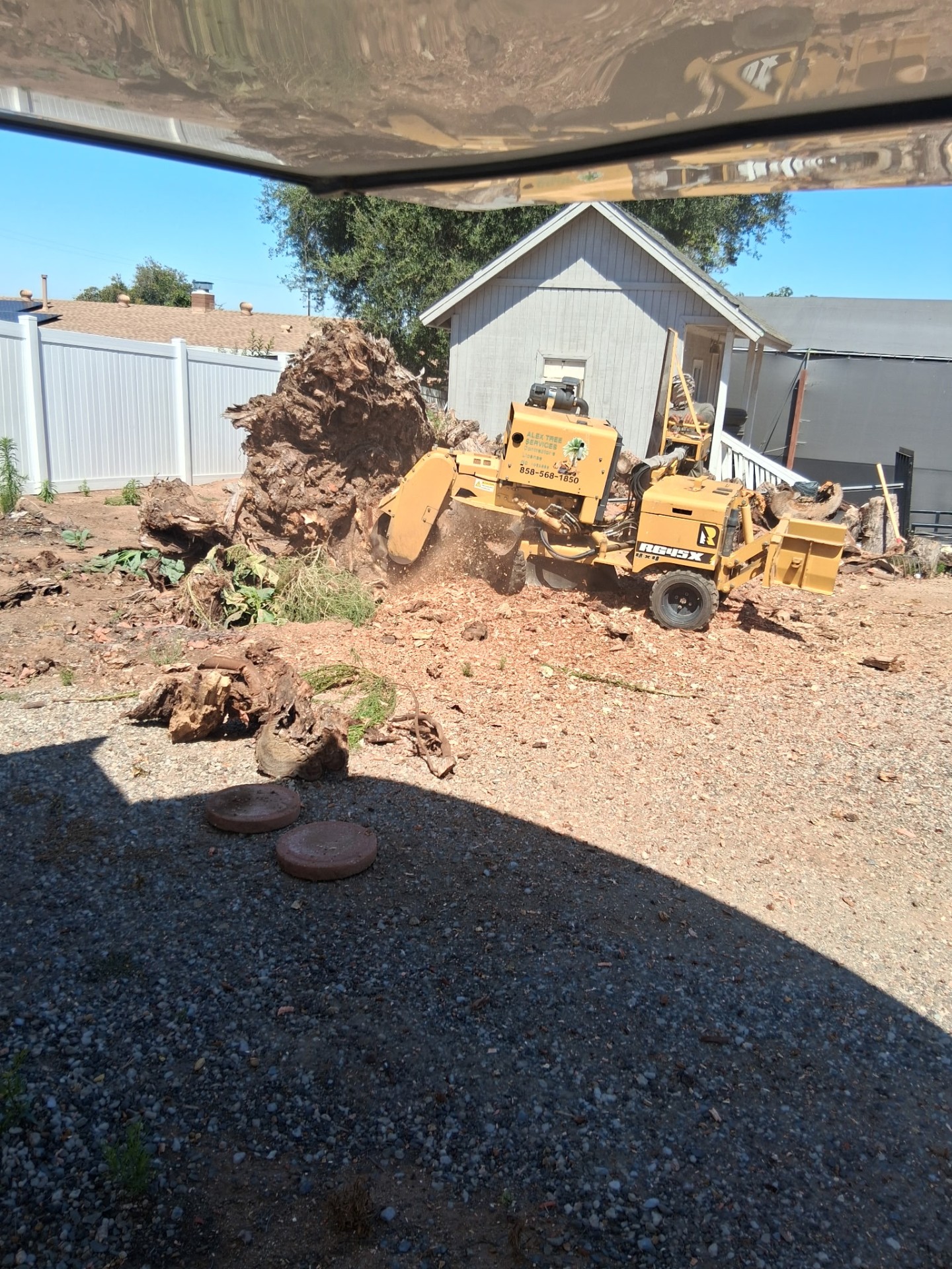 Stump grinder chewing through a large uprooted stump