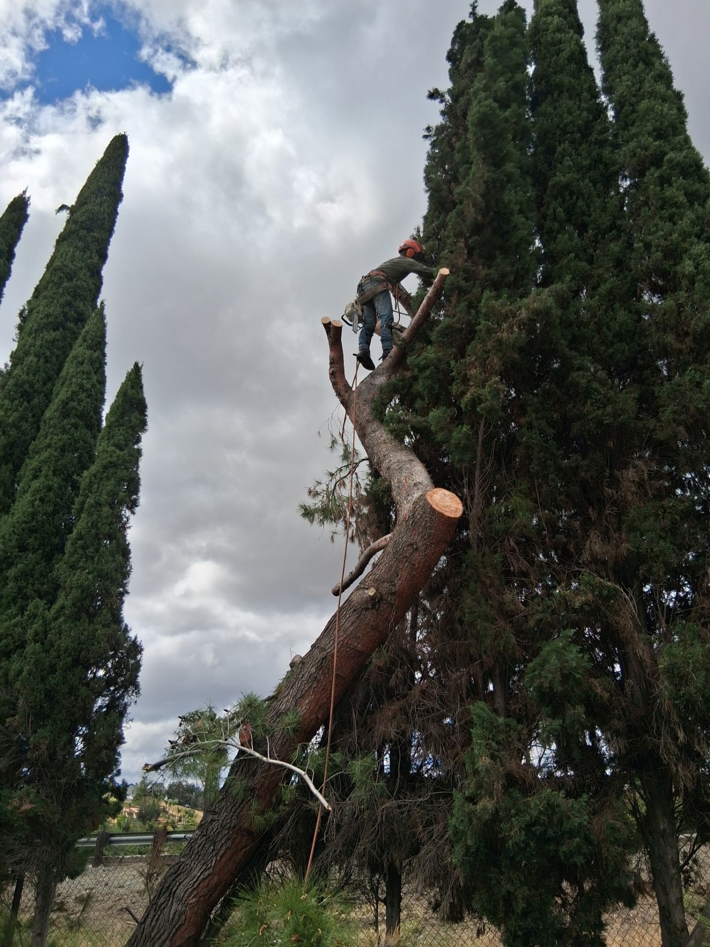 Climber removing a leaning pine wedged into Italian cypress trees