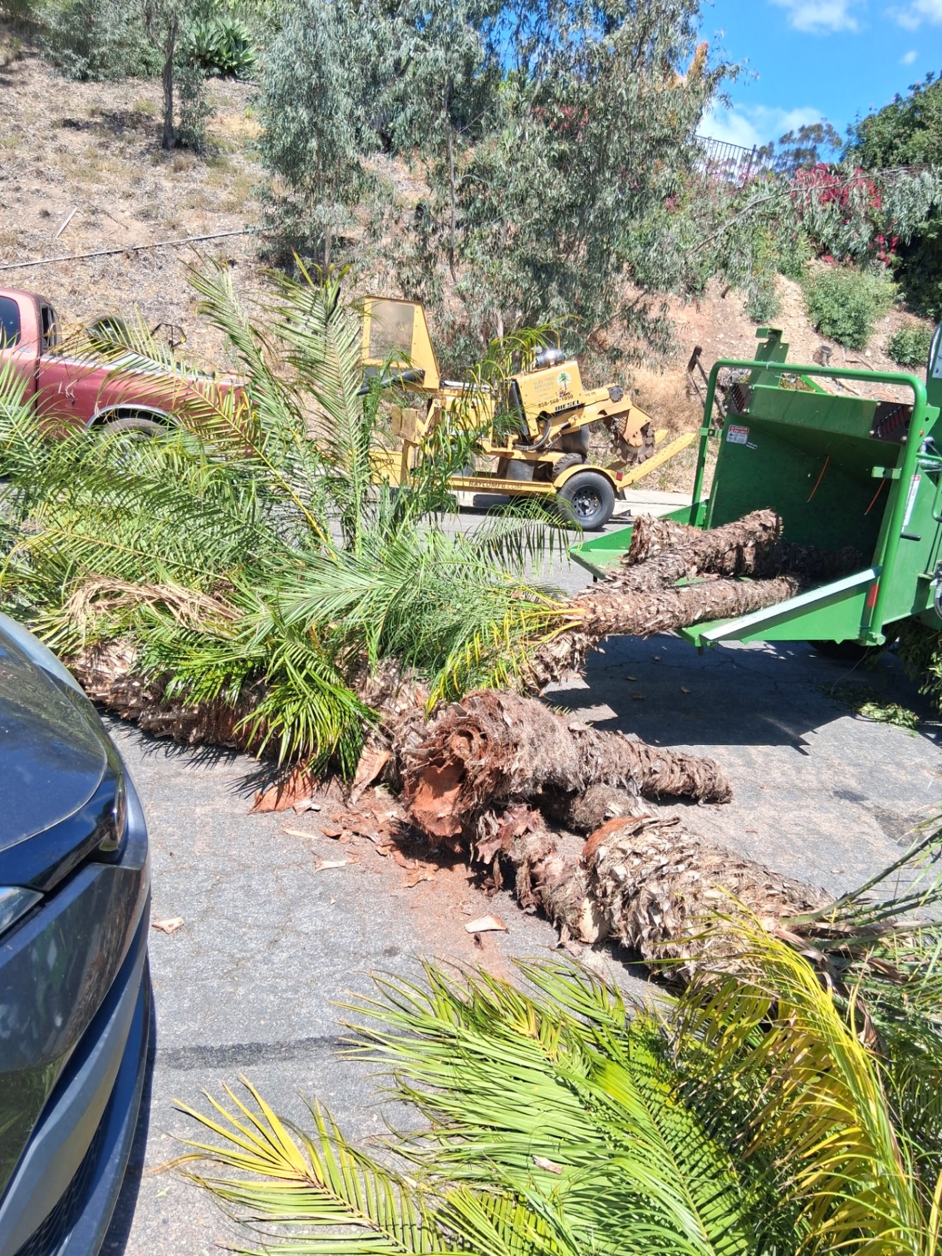 Removed palm trees staged next to a wood chipper