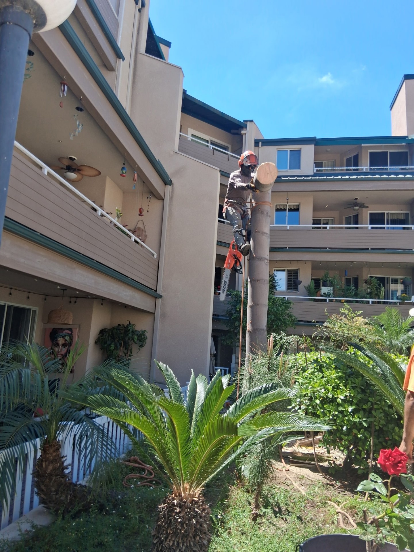 Certified climber cutting down a palm at a San Diego condo complex
