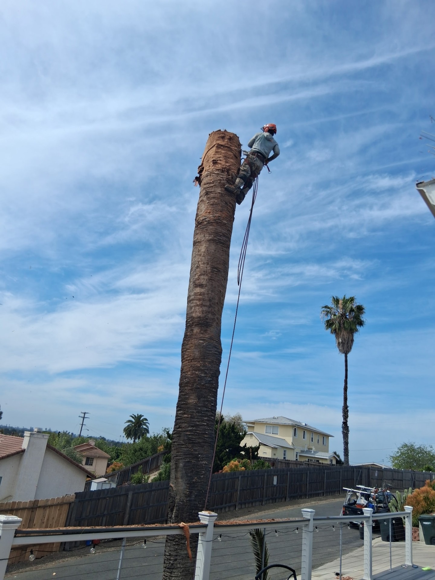 Hugo's climber removing a tall palm tree in a San Diego backyard