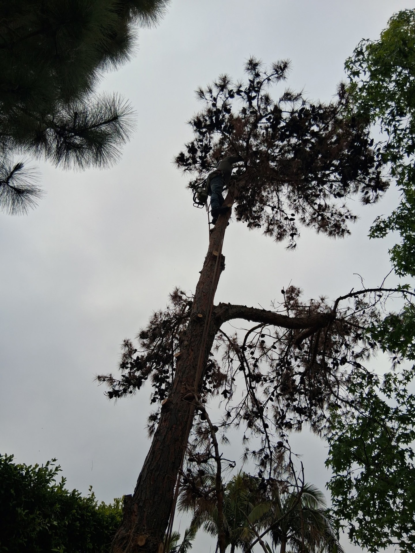 Climber high in a tall pine tree with a chainsaw
