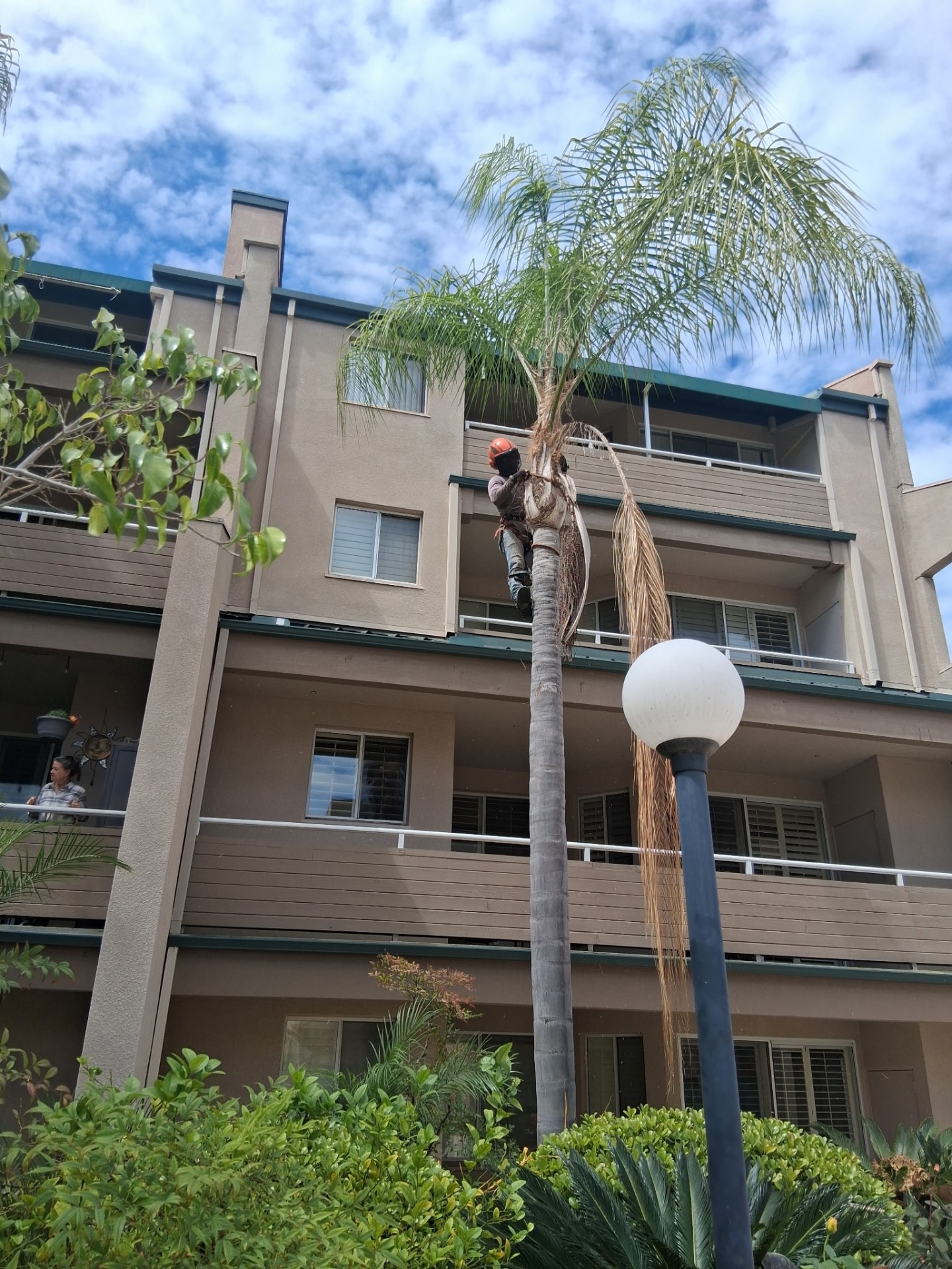 Climber trimming dead palm fronds above a condo