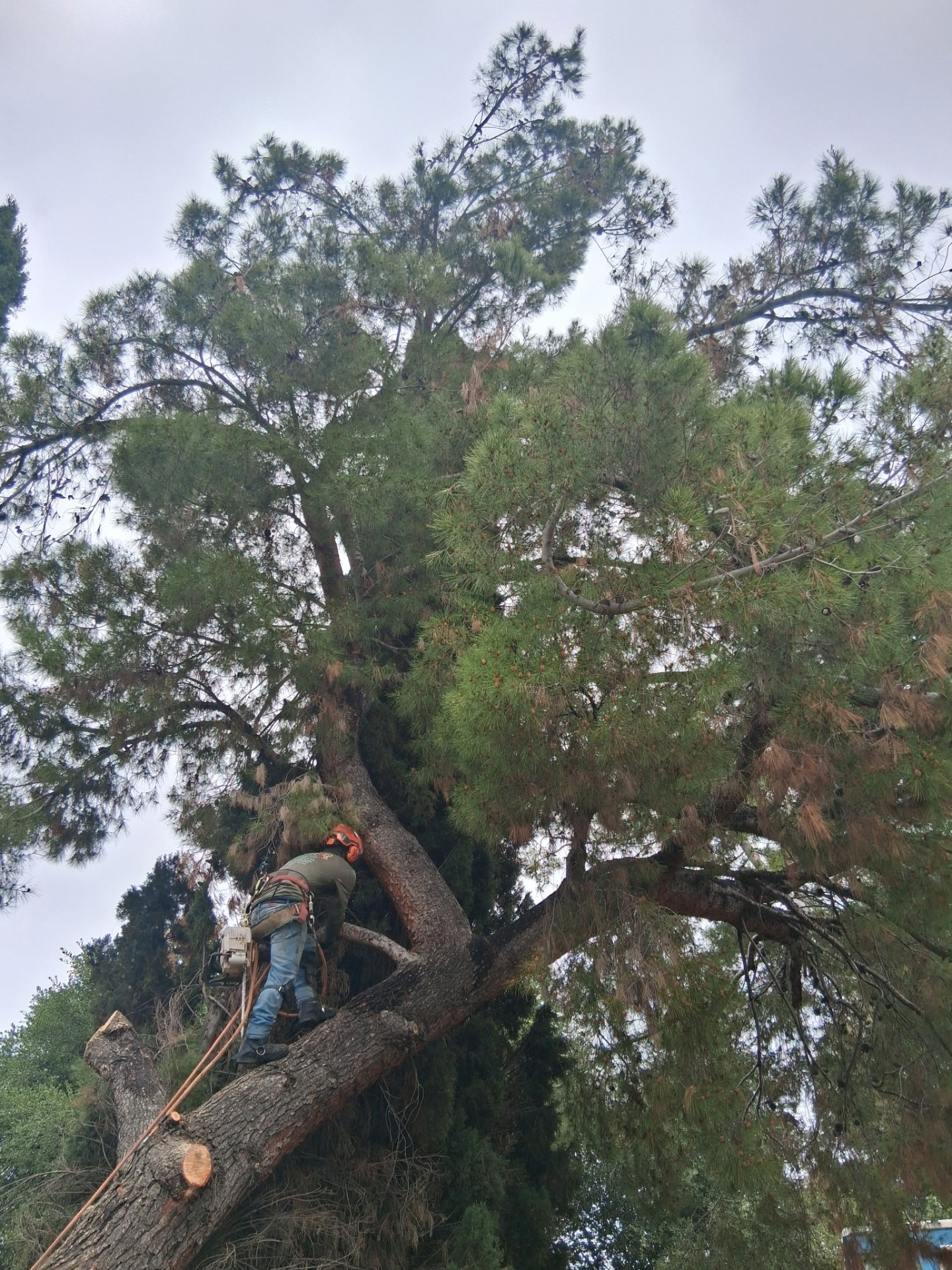 Arborist trimming a large pine tree