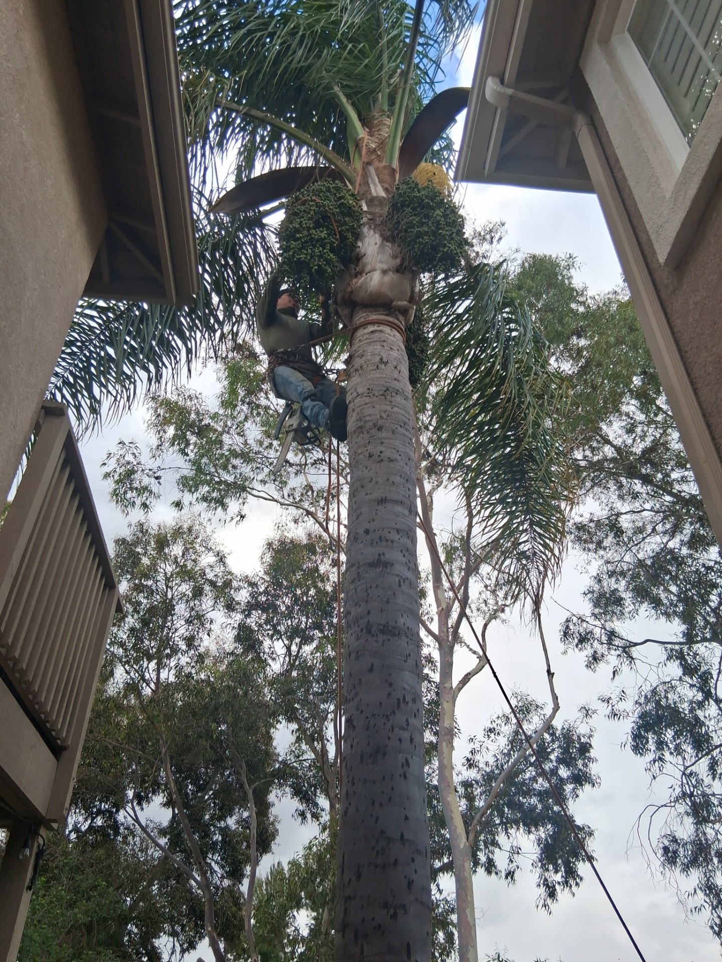 Climber pruning a queen palm tree